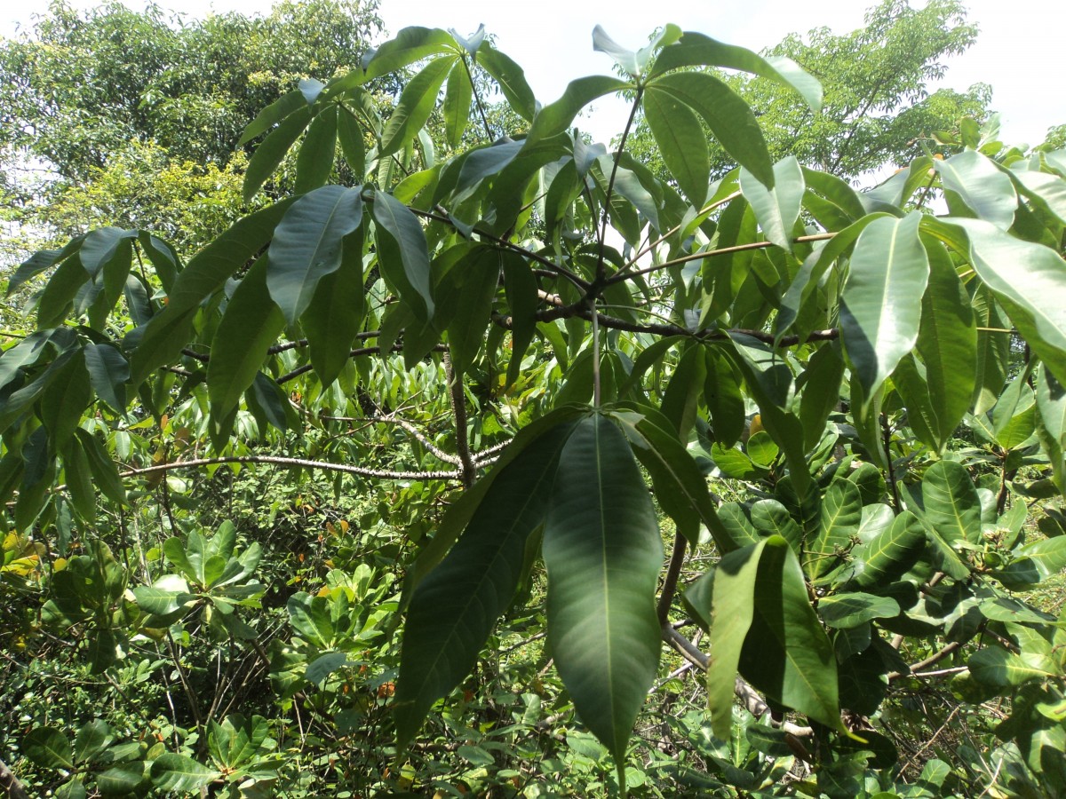 Bombax ceiba L.